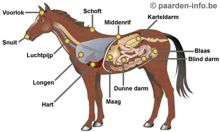 bouw anatomie paard
